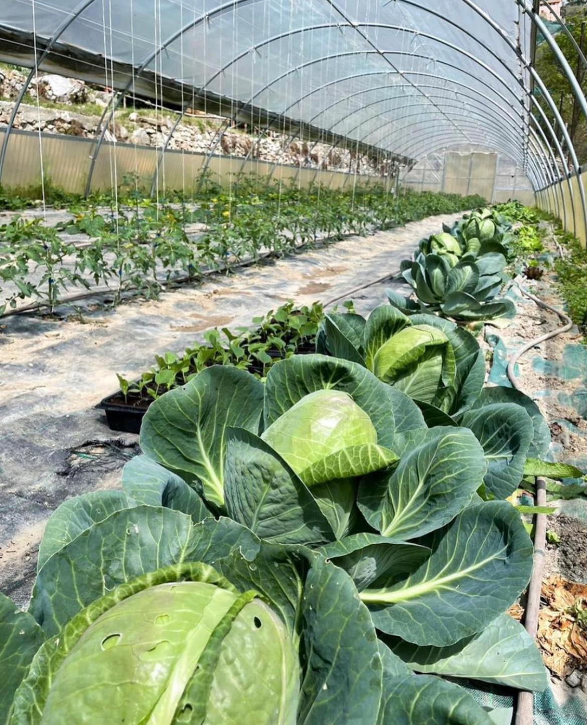 Agricamping Le Terrazze Hotel Orco Feglino Exterior photo